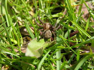 A spider in the grass