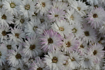 White Daisies 