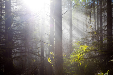 Plakat Sun Through Trees in Natural Oregon Landscape