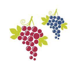 Red grapes and blue grapes. Fresh fruit with leaves on white background