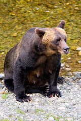Female grizzly bear on the bank of Fish Creek