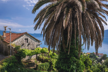 Palm tree in Herceg Novi coastal town at the entrance to Kotor Bay in Montenegro