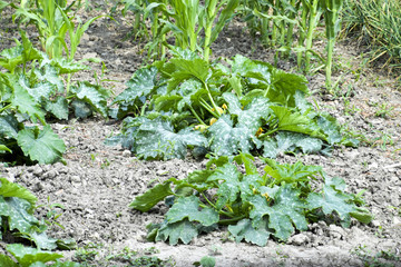 Vegetable garden with zucchini and corn. Vegetable beds in the garden. Weed beds