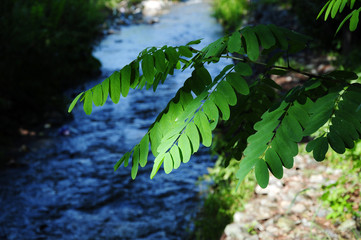 Acacia tree foliage on blurry river background
