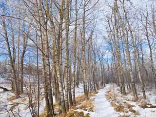 Hoar-frost covered trees in winter