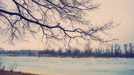 tree branch and ice on the river and old reeds. Early spring.