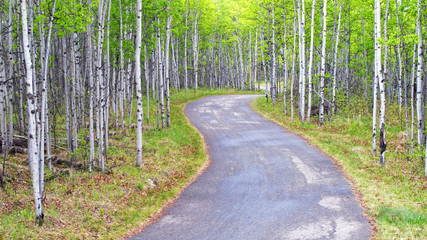 Fototapeta na wymiar A path through an Aspen forest