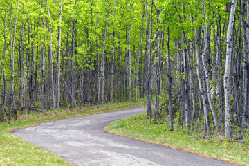 A path through an Aspen forest