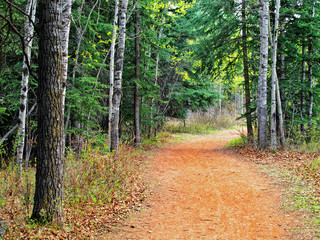 Obraz premium A gravel trail in the forest 