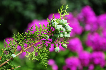 Thuja branchlets with cones on blur background