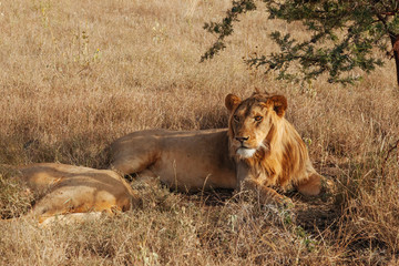 Lion in Nature , Africa 