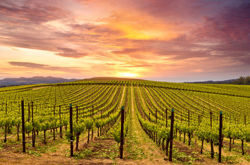 Napa Valley Wine Country Vineyards in Spring and Colorful Sunset
