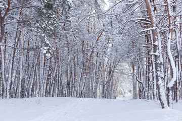 Winter in the pine forest