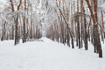 Winter in the pine forest