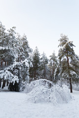 Winter in the pine forest