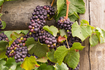 Wine Grapes on the Vine Ready for Harvesting