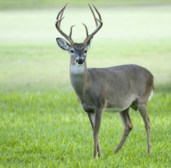 Naklejka na ściany i meble Buck Deer Standing in a Grassy Field