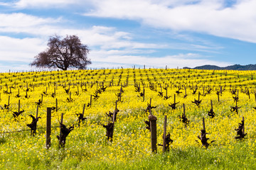Famous Napa Valley Vineyards, Wine and Mustard in Spring