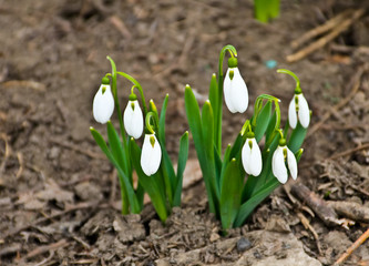 White snowdrop flowers (Galanthus nivalis) on early spring