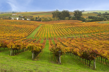 Napa Valley Wine Country Vineyards in Autumn Colors