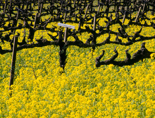 Famous Napa Valley Vineyards, Wine and Mustard in Spring