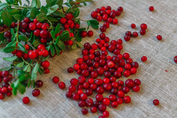 Berries of red cowberry along with twigs with green leaves.