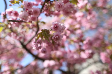 Detail of pink Cherryblossoms in spring 
