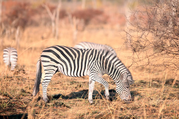 Obraz premium The plains zebra (Equus quagga, formerly Equus burchellii), also known as the common zebra or Burchell's zebra in the sun-drenched morning savannah. African herbivore - zebra in the morning light.