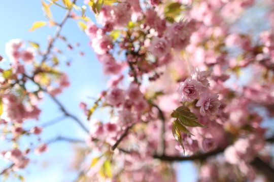 Detail of pink Cherryblossoms in spring 