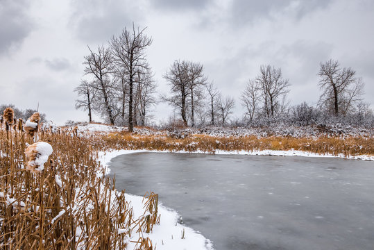 Frozen pond with cattails in Winter 
