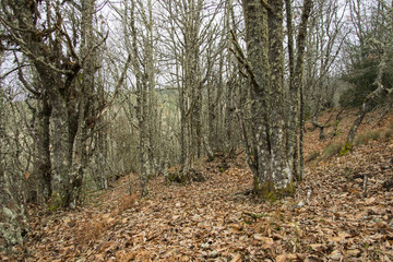 Deciduous tree forest