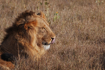 Lion in Nature , Africa 