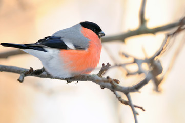 Eurasian bullfinch meets dawn, sitting on a branch.