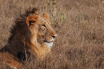 Plakat Lion in Nature , Africa 