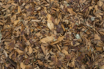 Brown fallen leaves