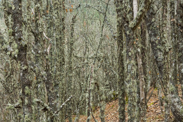 Deciduous tree forest