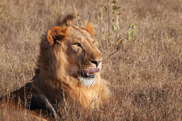 Lion in Nature , Africa 