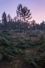 Deforestation of a pine forest