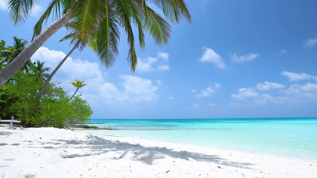 Tropical beach with coconut palm trees
