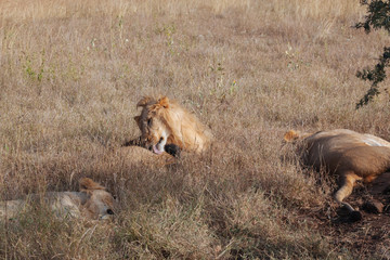 Lion in Nature , Africa 