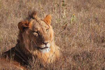 Lion in Nature , Africa 