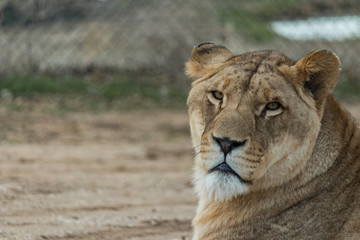 Lioness portrait face to face.