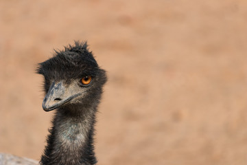 Dromaius novaehollandiae (Emu) portrait