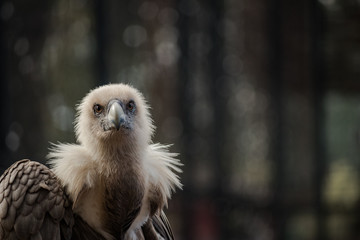 Griffon Vulture portrait