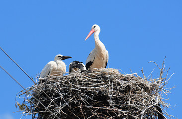 White Storks (Ciconia ciconia) on the nest