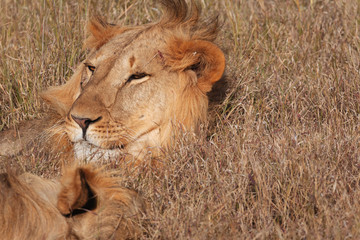 Lion in Nature , Africa 