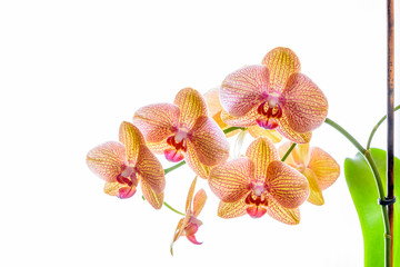 Fototapeta na wymiar Gelbe Phalaenopsis Orchidee isoliert