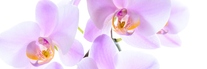 Kräftige Phalaenopsis Orchidee isoliert - Banner