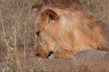 Obraz na płótnie Canvas Lion in Nature , Africa 
