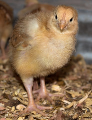 little chicken in an small farm countryside, Mindo-Ecuador